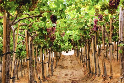 Chile vineyard